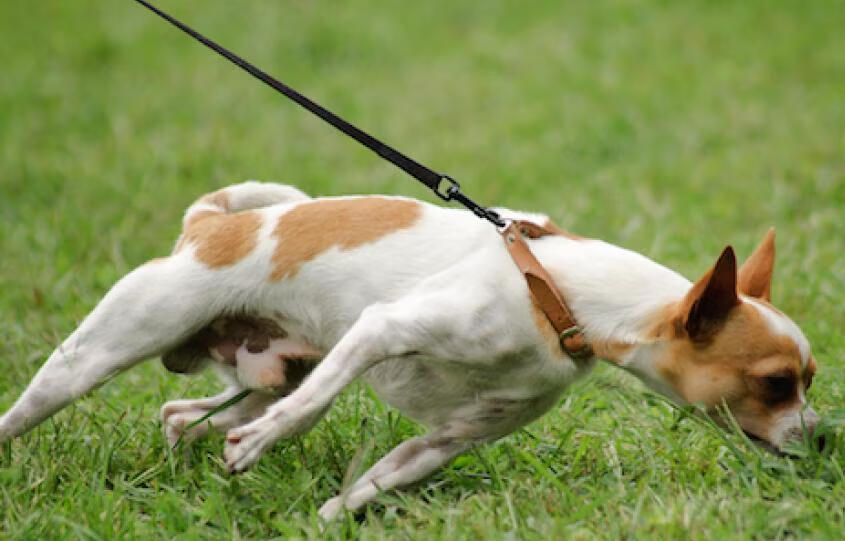 Dog treadmill and structured exercise studio in Charlottesville VA