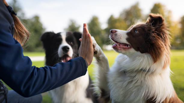 Dog Daycare Calm dog & owner in Better Dog Co. waiting room in Charlottesville VA